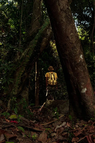 Людина Стоїть Серед Джунглів Велике Високе Дерево Рюкзаком Концепція Подорожі — стокове фото