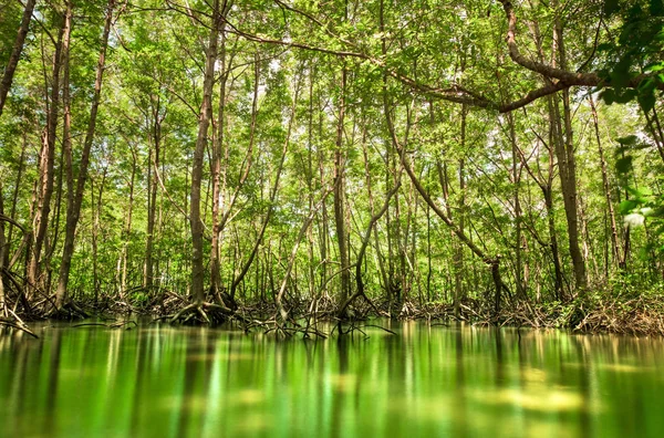 mangrove tree and reflection on water. forest and environment concept