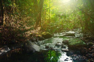 Orman ve Tayland, Phang Nga, Koh Yao Yai su bolluk