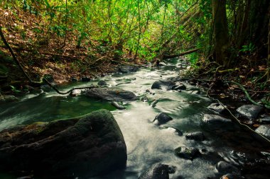 Tayland, Phang Nga, Koh Yao Yai ormanında bol tropikal ormanlar üzerinden küçük akarsu akışı