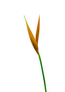 Beyaz arka planda cennet çiçek güzel papağan çiçek izole