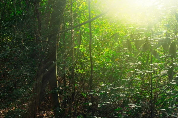 Hermoso Bosque Tropical Hay Luz Del Sol Golpeó Árbol Mañana —  Fotos de Stock