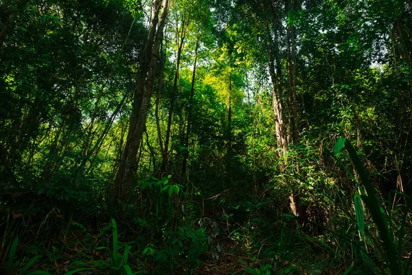 Hermoso Bosque Tropical Hay Luz Del Sol Golpeó Árbol Mañana —  Fotos de Stock