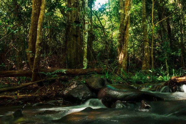 Abbondanza Foresta Acqua Della Thailandia — Foto Stock
