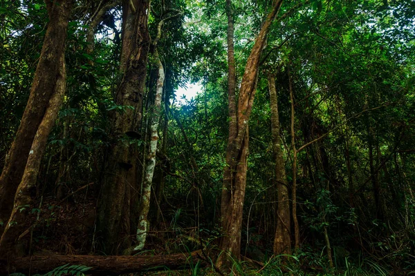 Grandes Árvores Floresta Selvagem Perigo Tailândia Phang Nga Koh Yao — Fotografia de Stock