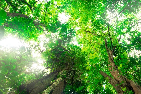Vista Fundo Das Árvores Que São Ricas Florestas Tropicais — Fotografia de Stock