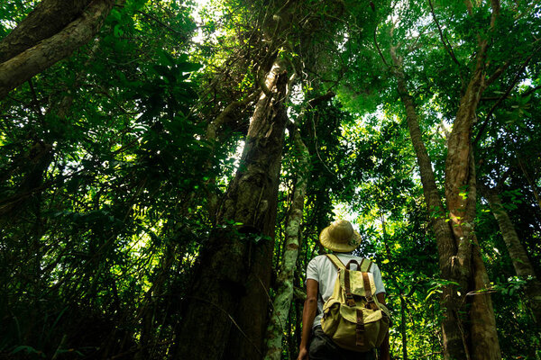 Человек Путешественник с рюкзаком остановить глядя на высокий лес tree.concept на заднем плане летние каникулы на открытом воздухе в тропических лесах Таиланда, Phang nga, Koh yao yai
