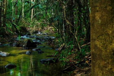 Tayland, Phang Nga, Koh Yao Yai ormanında bol tropikal ormanlar üzerinden küçük akarsu akışı