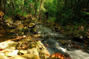 Orman ve Tayland, Phang Nga, Koh Yao Yai su bolluk