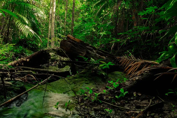 Overvloed Aan Regenwouden Met Dode Hout Groene Mos — Stockfoto