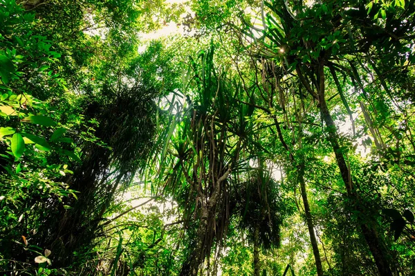 Buen Ambiente Fresco Denso Bosque Tropical Exuberante Concepto Medio Ambiente — Foto de Stock