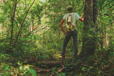 Ormanın arasında duran bir adam sırt çantası yla büyük uzun bir ağaç. Seyahat Yaşam Tarzı ve macera kavramı tatilyalnız içine vahşi tropikal, Tayland orman, Phang nga, Koh yao yai