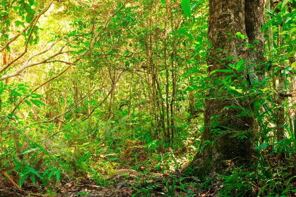 Denso Bosque Arbóreo Verde Bosques Tropicales Tailandia — Foto de Stock