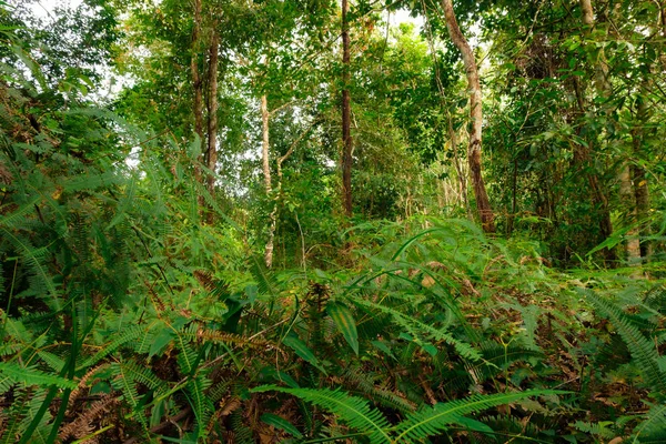 Paisaje Selva Phang Nga Tailandia — Foto de Stock