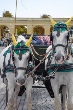 Süsler atlarla bir satır boşluğu trought Viyana sokaklarında çekin.