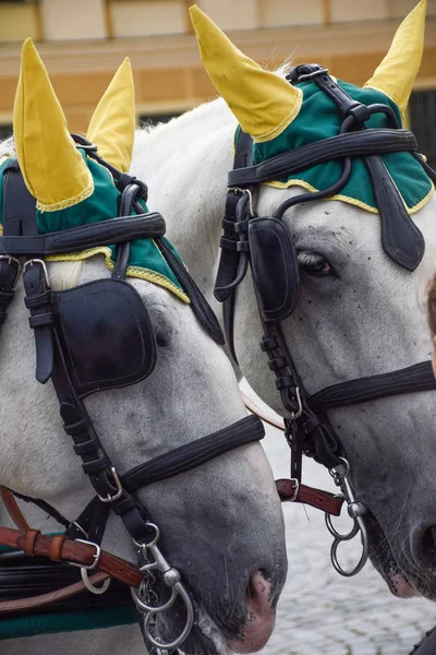 Cavalos Com Ornamentos Puxam Uma Carruagem Forjada Ruas Viena — Fotografia de Stock