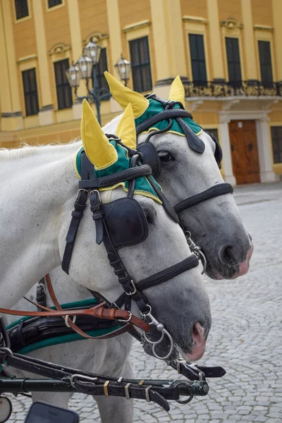 Cavalos Com Ornamentos Puxam Uma Carruagem Forjada Ruas Viena — Fotografia de Stock