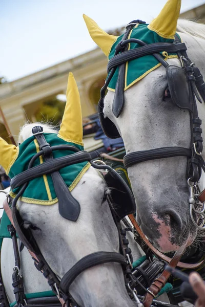 Cavalos Com Ornamentos Puxam Uma Carruagem Forjada Ruas Viena — Fotografia de Stock