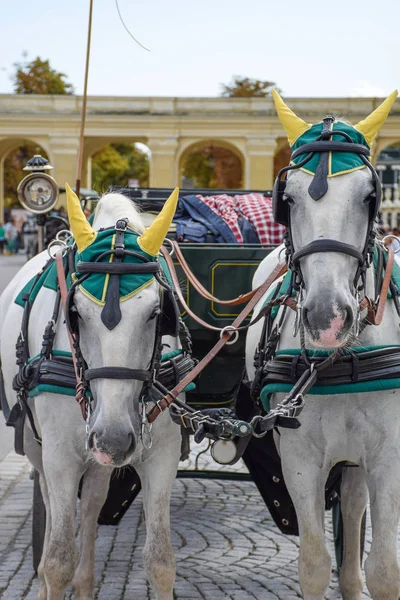 Süsler atlarla bir satır boşluğu trought Viyana sokaklarında çekin.