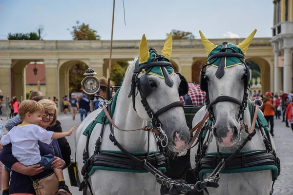 Viena, Áustria, 15 de setembro de 2019 - Turista tira fotos e acaricia Cavalos de Carruagem do Palácio Schonbrunn — Fotografia de Stock