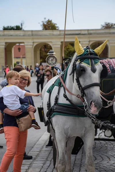 Viena, Áustria, 15 de setembro de 2019 - Turista tira fotos e acaricia Cavalos de Carruagem do Palácio Schonbrunn — Fotografia de Stock