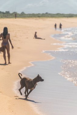 Bir köpek Atlantik Okyanusu'na doğru yürüyor, bir kadın sahilde bikini giyip çanta yla yürüyor, bir adam denize bakıyor.