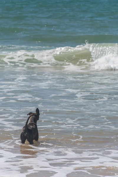 Ein Hund im Atlantik, seine Pfoten berühren den Boden, er trägt ein Hundehalsband, er scheint dem Meeresrauschen zu folgen, weil seine Ohren angehoben sind — Stockfoto