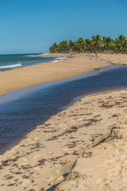 Kuzeydoğu Taipe plajıtropikal alanda Tuzlu havuz oluşumları, ince kum kahverengi kelpler ile, palmiye ağaçları ve Trancoso yeşil okyanus dalgaları, Porto Seguro, Bahia
