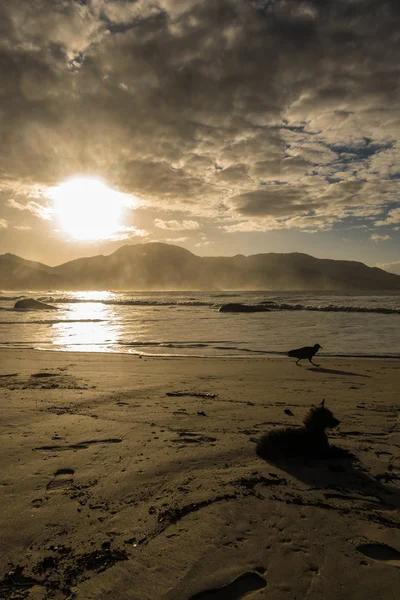 Dağlar arasında gün doğumu sessiz, güzel ve yüksek kontrastlı görünümü ve küçük bir köpek yerde istirahat ile plaj tarafından, bir kuş tarafından yürüyen ve Ilha Grande de kum tarafından ayak izleri