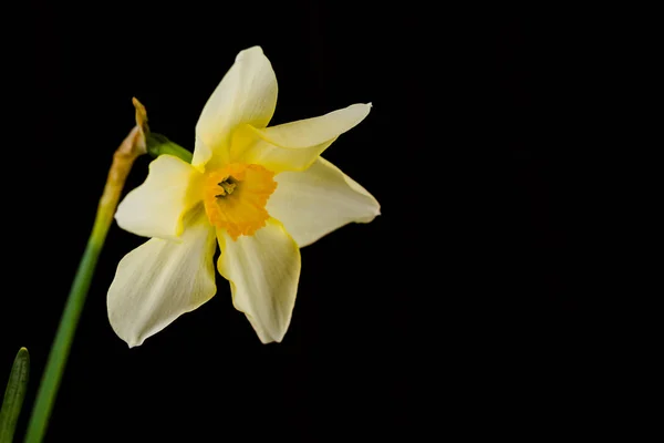 Narcissus Close Zwarte Achtergrond — Stockfoto