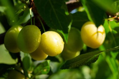 Bahçede bir dal üzerinde kiraz erik