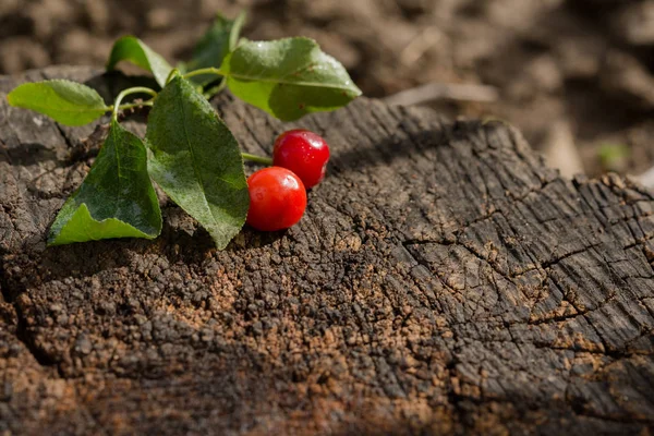 Sprig Cereja Madura Fundo Madeira — Fotografia de Stock