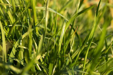 Yeşil çimenler yakın plan