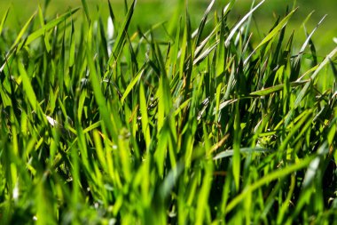 Yeşil çimenler yakın plan