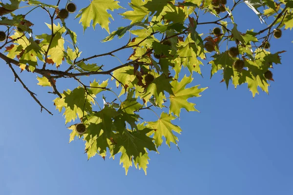 太陽の光で紅葉 — ストック写真