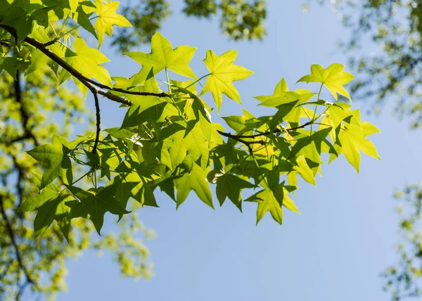 Foglie Acero Alla Luce Del Sole — Foto Stock