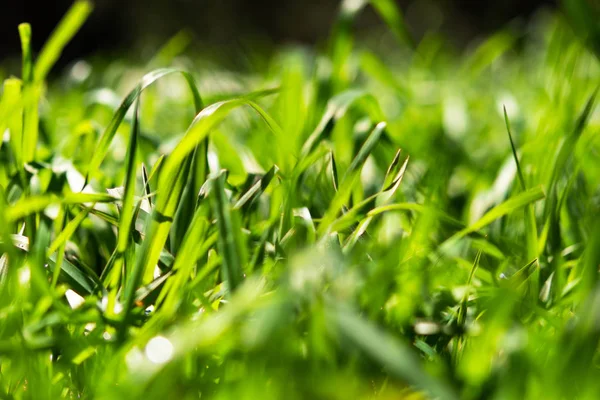 Green Grass Close — Stock Photo, Image