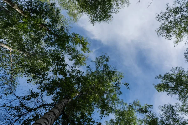 雲と白樺の枝の下からの眺め — ストック写真