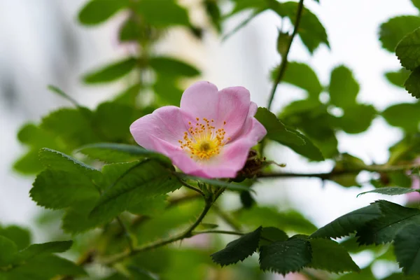 Ροζ Τριαντάφυλλο Λουλούδι Ισχίου Κοντινό Πλάνο — Φωτογραφία Αρχείου
