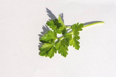 Beyaz arka planda maydanoz filizi. İzole edilmiş yeşil maydanoz yaprakları. Maydanozun koparılmış bir dalı, ışık arka planında, güneş ışığında. Yemek pişirmek için baharat.