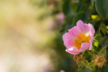 Bulanık bir arkaplanda Rosehip çiçekleri. Seçici odak noktasında yaban gülü çalısı. Güneş ışığında narin pembe bahar çiçekleri. Mesaj için yer var. Kırılganlık ve zarafet