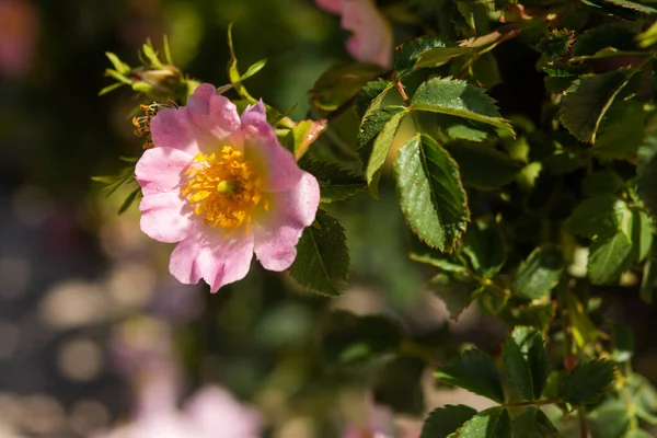 Róża Kwiaty Bliska Rozmytym Tle Dzika Róża Bush Selektywnej Ostrości — Zdjęcie stockowe