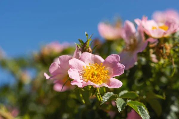 Bulanık Bir Arkaplanda Rosehip Çiçekleri Seçici Odak Noktasında Yaban Gülü — Stok fotoğraf