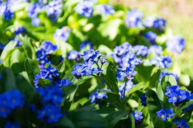 Gentiana çarmıhı Latin Gentiana haçı. Bahçe dekoratif çiçek. Mavi bahar çiçekleri
