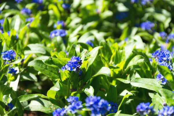 Gentiana Cruciata Latin Gentiana Cruciata Trädgårdsdekorativ Blomma Blå Vårblommor — Stockfoto