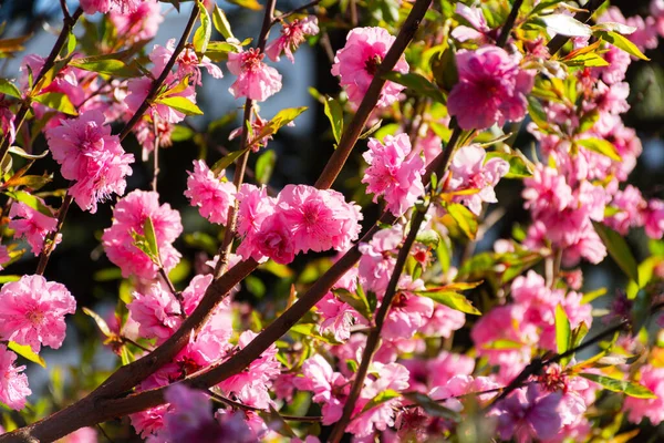 Fiori Ciliegio Rosa Giardino Bella Primavera Sfondo Rosa Orto Botanico — Foto Stock