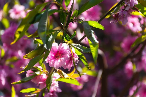 Bahçede Pembe Kiraz Çiçekleri Güzel Bir Bahar Pembe Arka Planı — Stok fotoğraf