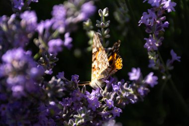 Lavanta çiçeklerine boyanmış kelebek kadın. Çiçekler ve böceklerle dolu güneşli bahar arkaplanı. Yumuşak odak noktasında leylak çiçekleri üzerinde turuncu kelebek. Vahşi yaşamın makro fotoğrafçılığı.