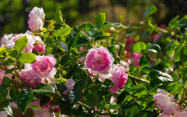 Rose Bush Wstała Świetle Słonecznym Piękny Delikatny Różowy Kwiat Miękkiej — Zdjęcie stockowe
