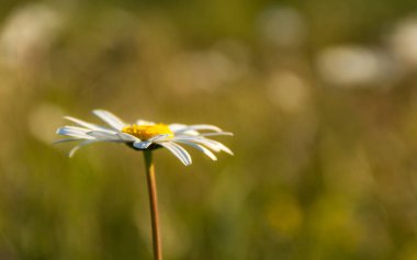 Bulanık bir arkaplan ve mesaj için yeri olan bir Daisy. Yaz uysal doğal arka plan. Sadakatin ve sevginin sembolü. Yumuşak odaklanma. Güzel Bokeh. Kartların tasarımı. Papatya yaprakları yakın plan..